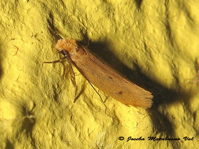 Tinea pellionella - Tineidae? S